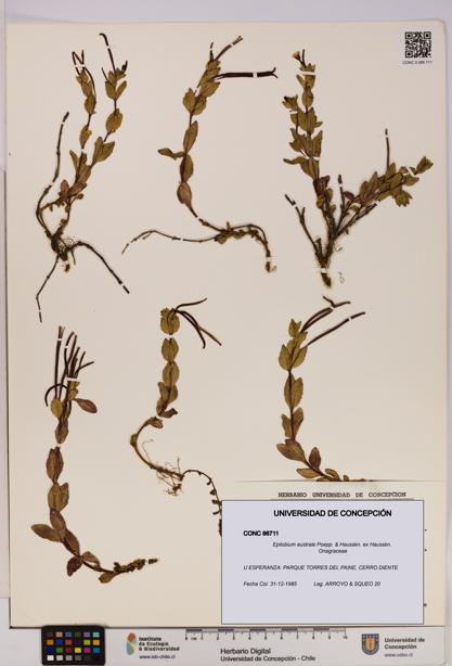 Epilobium australe [Espécimen: UDEC:CONC:0086711]