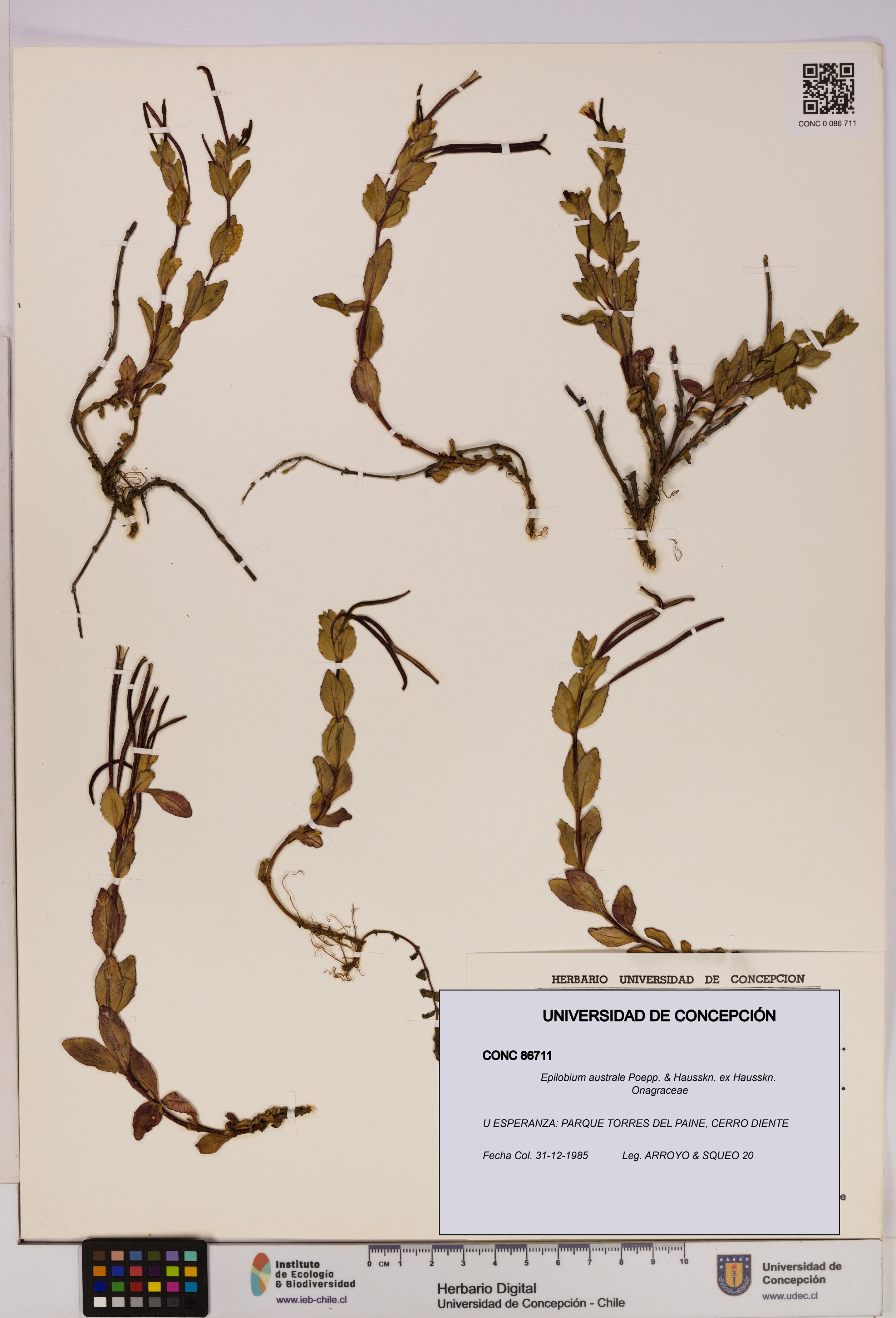 Epilobium australe [Espécimen: UDEC:CONC:0086711]