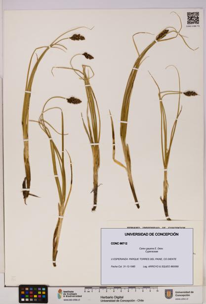 Carex gayana [Espécimen: UDEC:CONC:0086712]