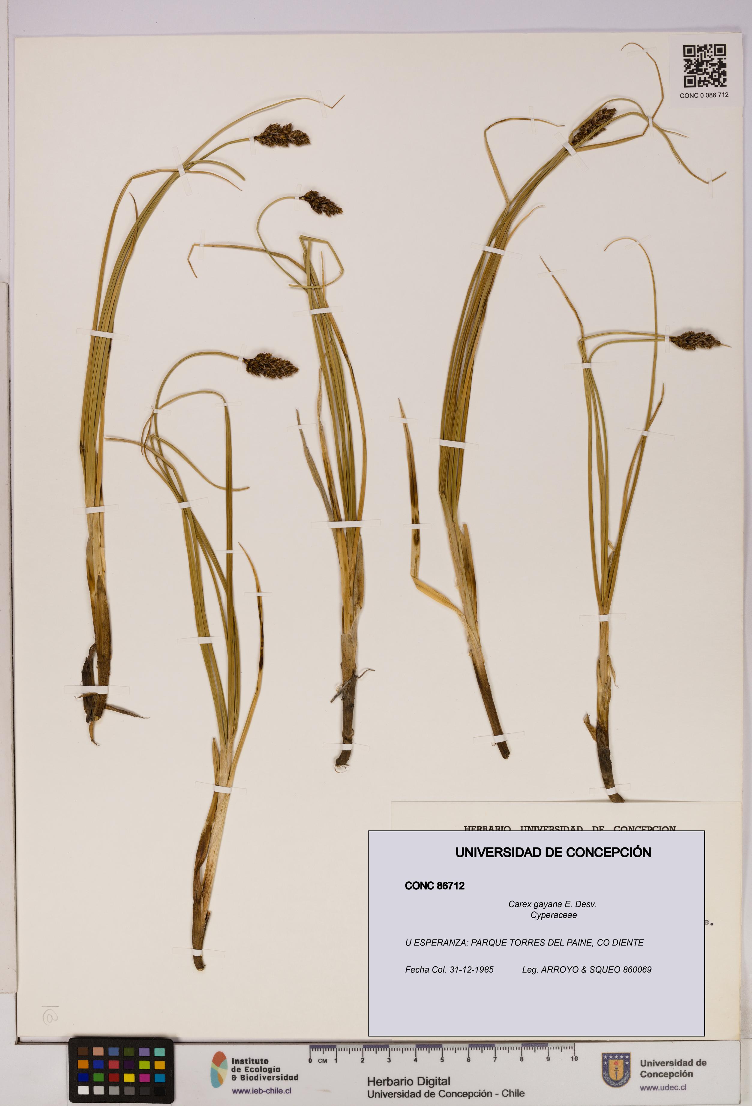 Carex gayana [Espécimen: UDEC:CONC:0086712]
