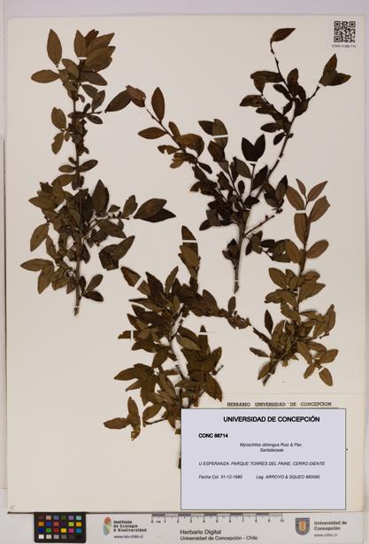 Myoschilos oblongus [Espécimen: UDEC:CONC:0086714]