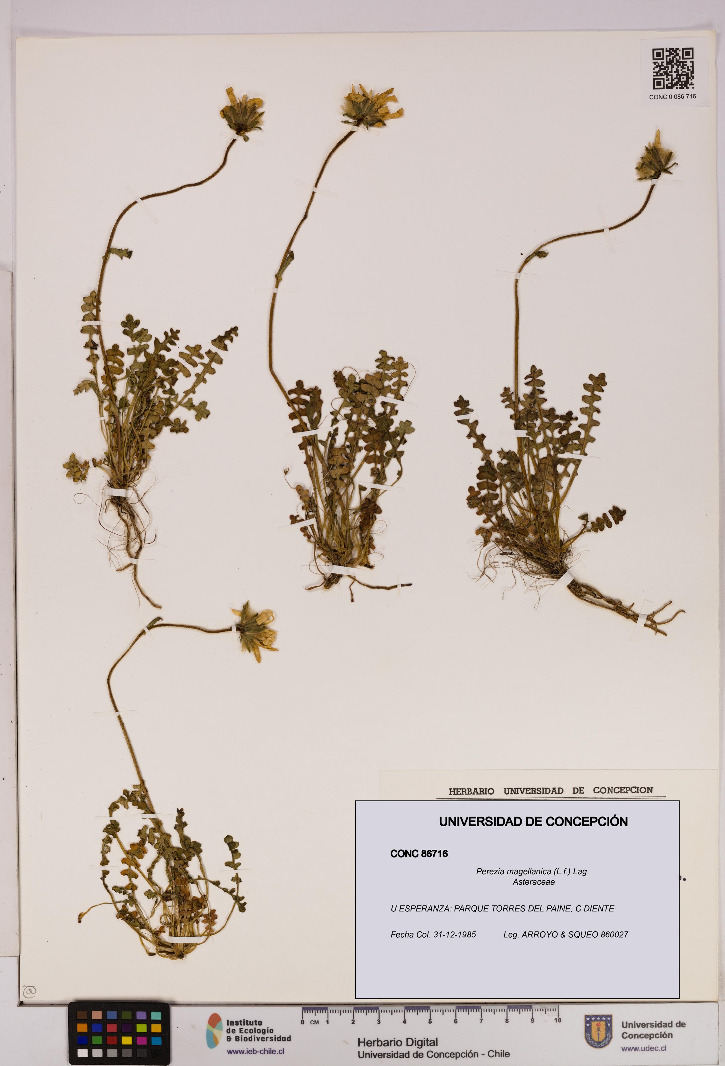 Perezia magellanica [Espécimen: UDEC:CONC:0086716]