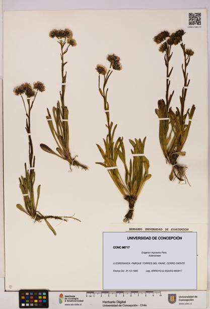 Erigeron myosotis [Espécimen: UDEC:CONC:0086717]