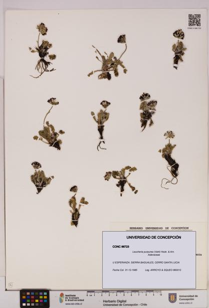 Leucheria purpurea [Espécimen: UDEC:CONC:0086723]
