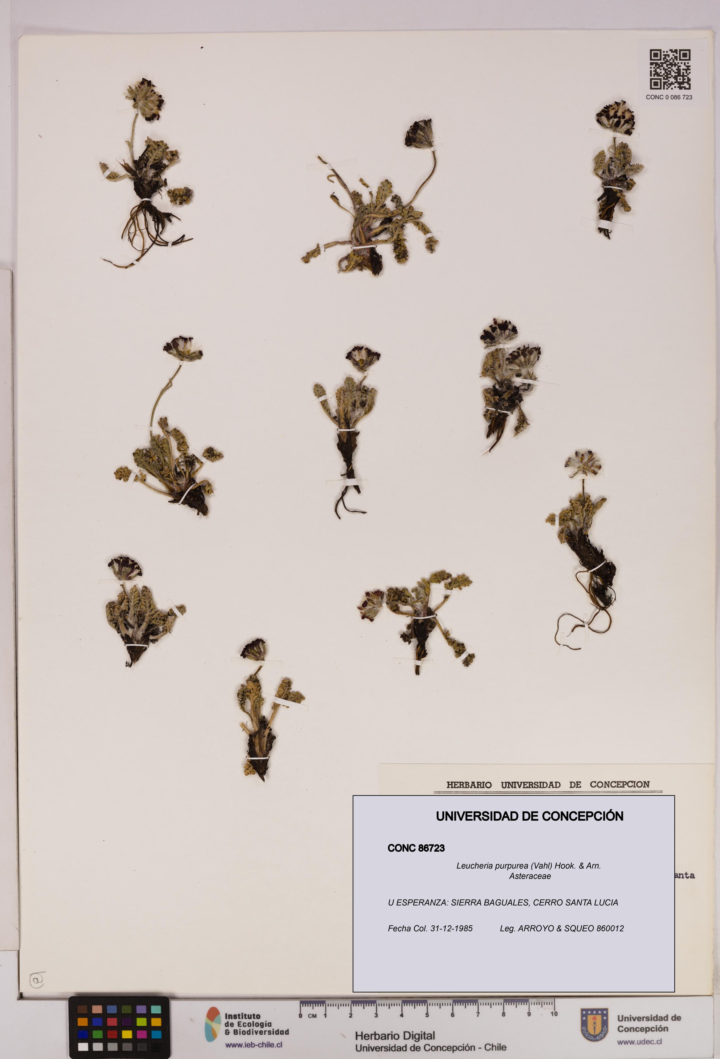 Leucheria purpurea [Espécimen: UDEC:CONC:0086723]