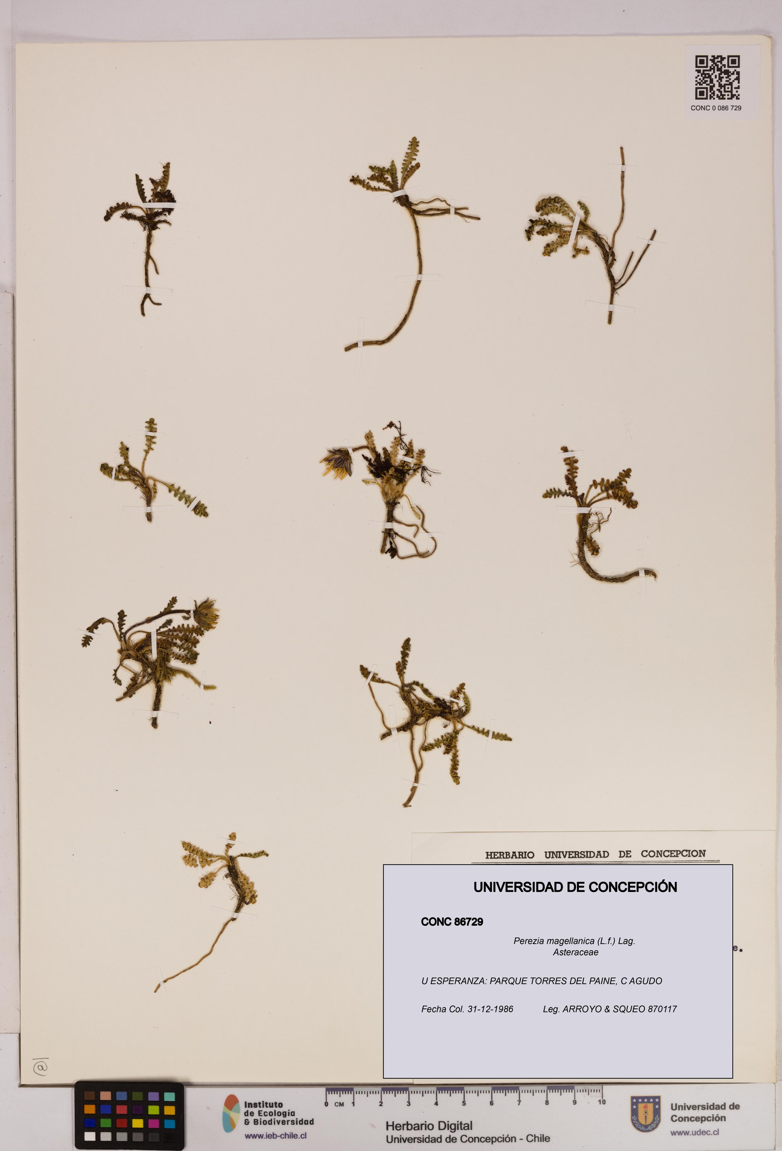 Perezia magellanica [Espécimen: UDEC:CONC:0086729]