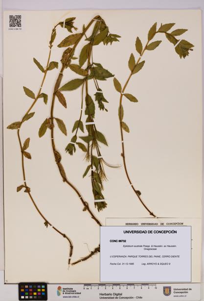 Epilobium australe [Espécimen: UDEC:CONC:0086732]