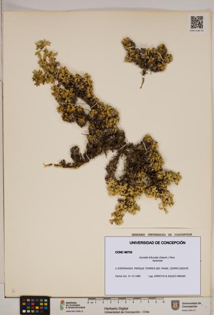 Azorella trifurcata [Espécimen: ]
