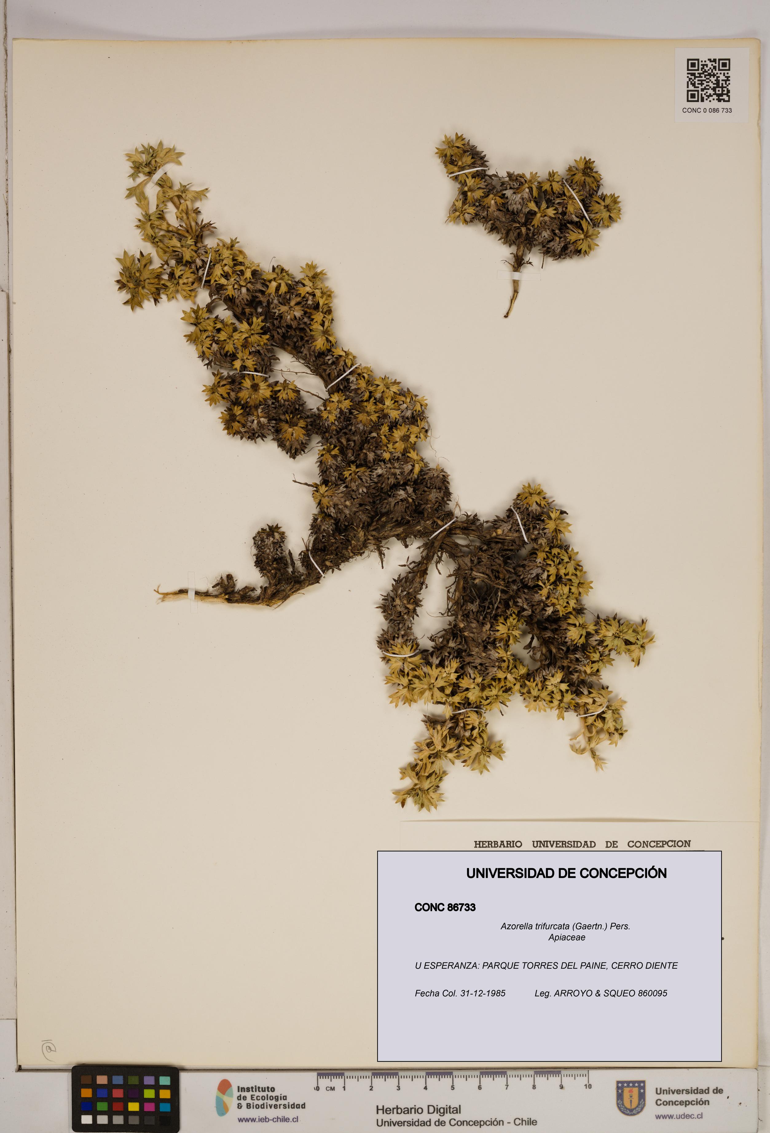 Azorella trifurcata [Espécimen: ]