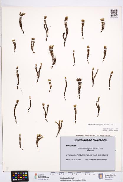 Abrotanella emarginata [Espécimen: ]
