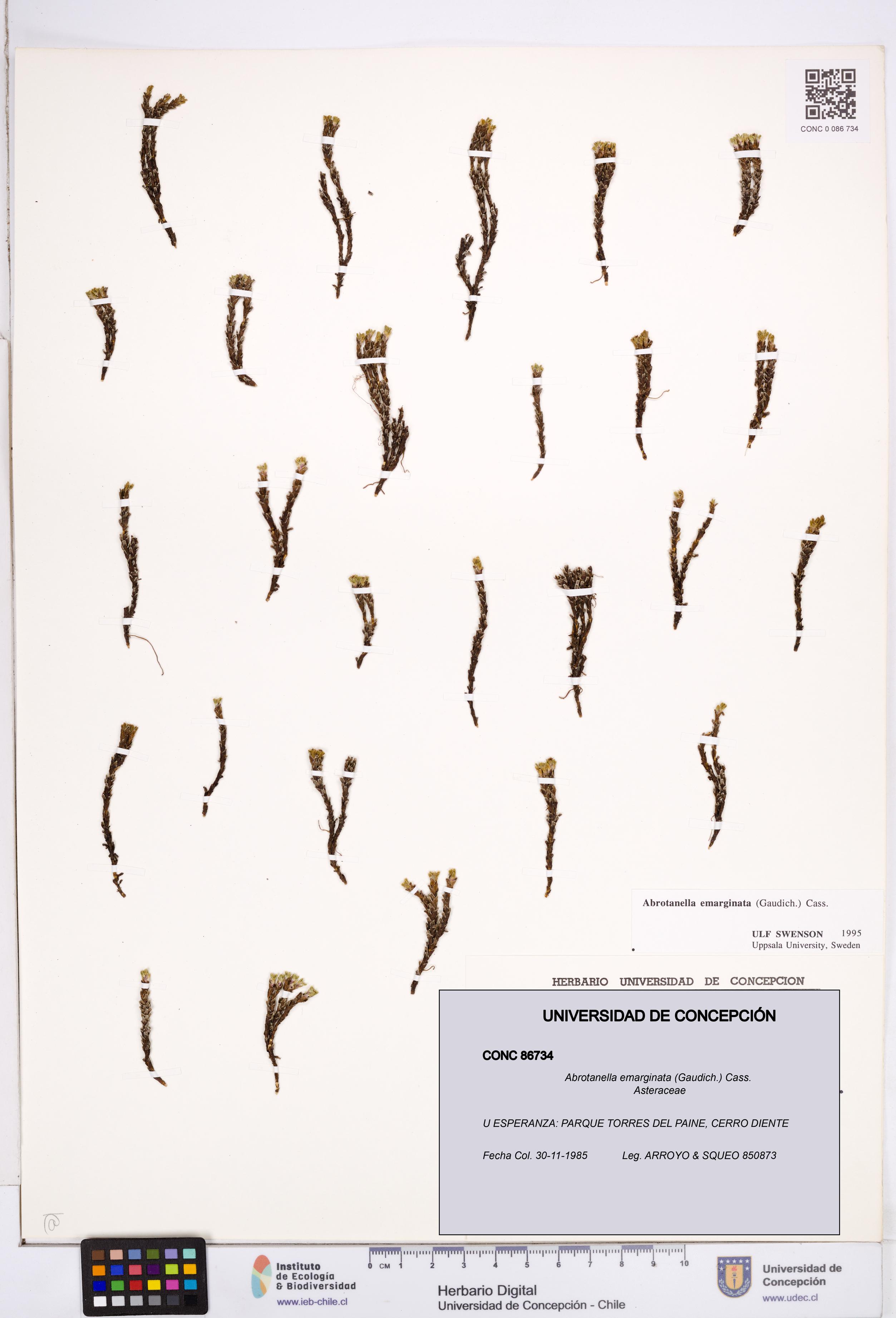Abrotanella emarginata [Espécimen: ]