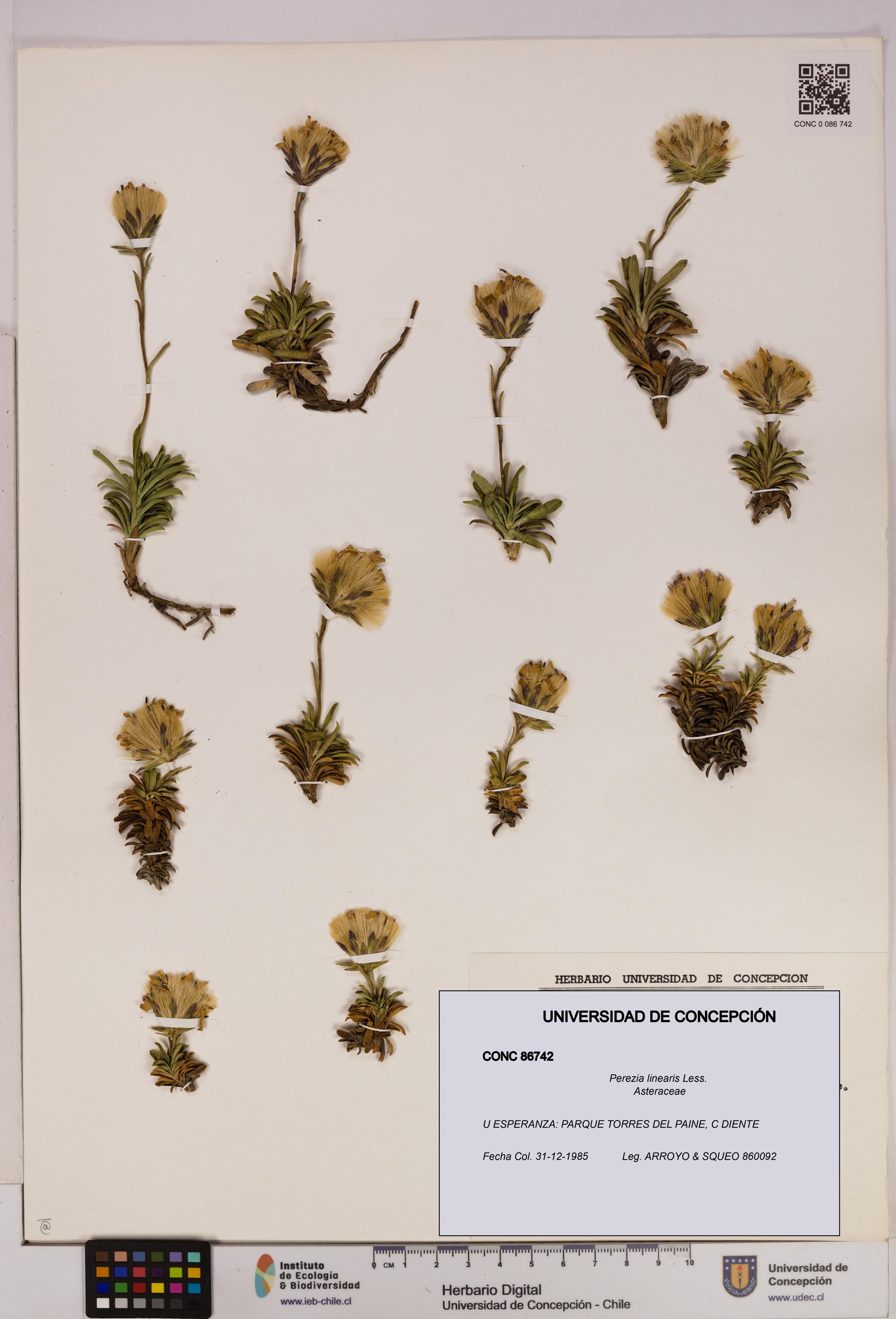 Perezia linearis [Espécimen: UDEC:CONC:0086742]