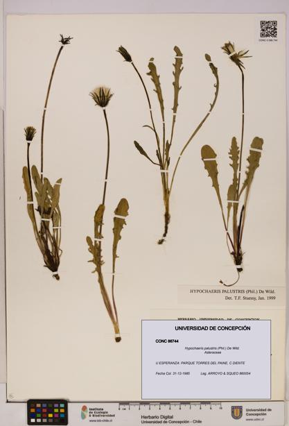 Hypochaeris palustris [Espécimen: UDEC:CONC:0086744]