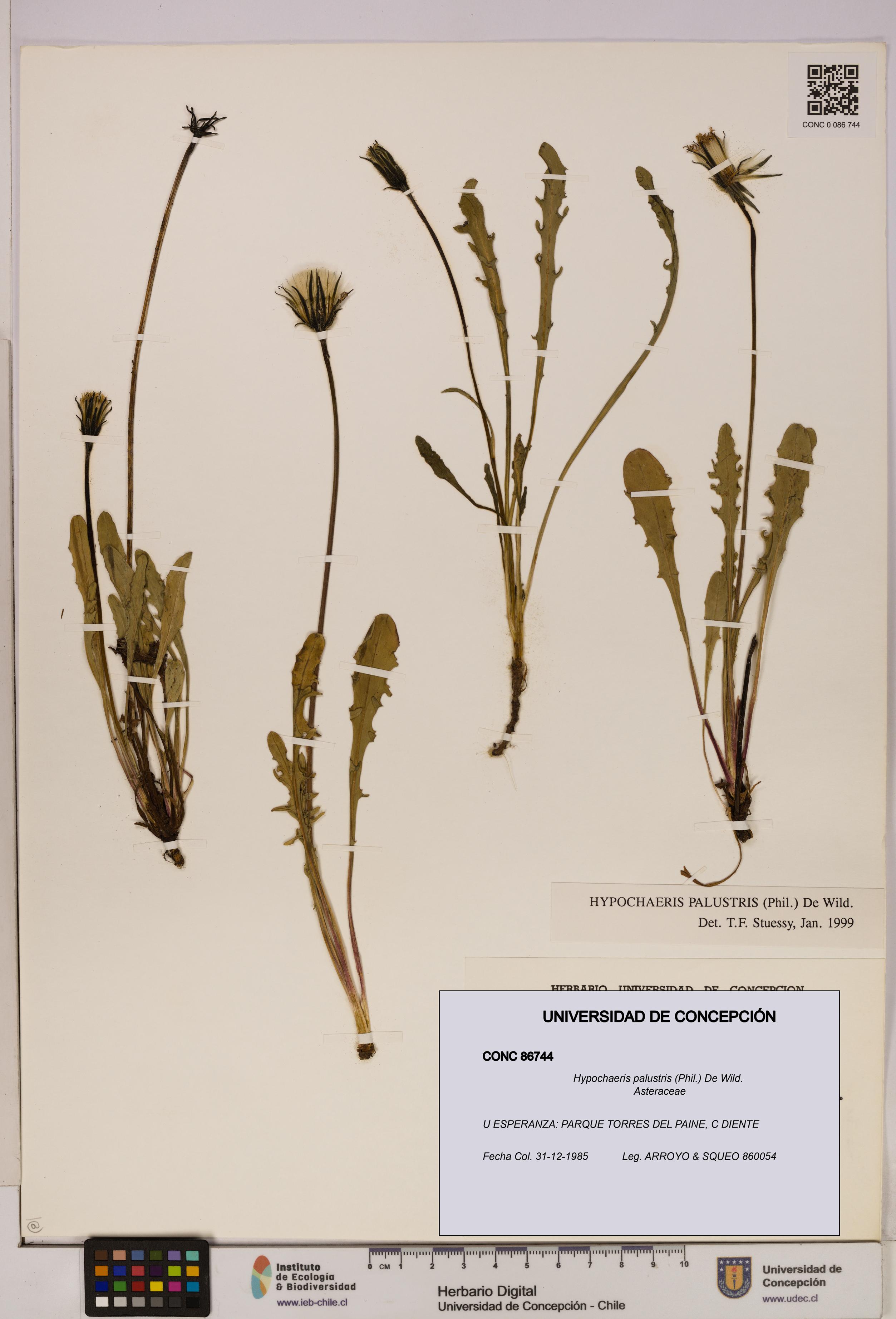 Hypochaeris palustris [Espécimen: UDEC:CONC:0086744]