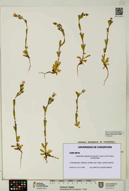 Gentianella magellanica [Espécimen: UDEC:CONC:0086745]