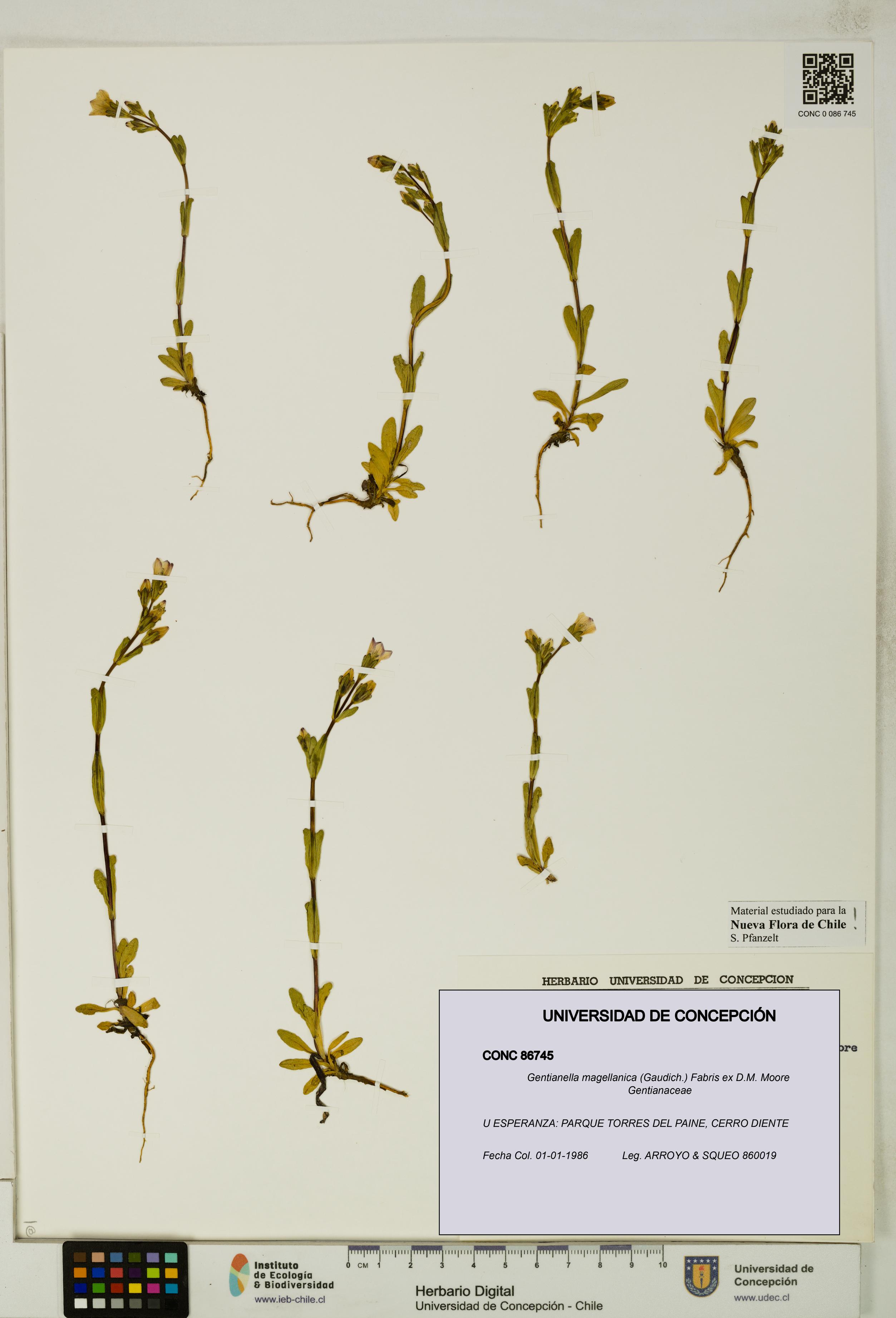 Gentianella magellanica [Espécimen: UDEC:CONC:0086745]