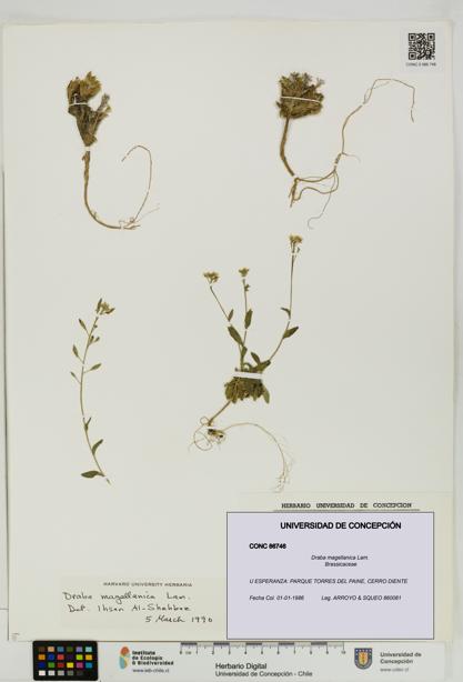 Draba magellanica [Espécimen: UDEC:CONC:0086746]