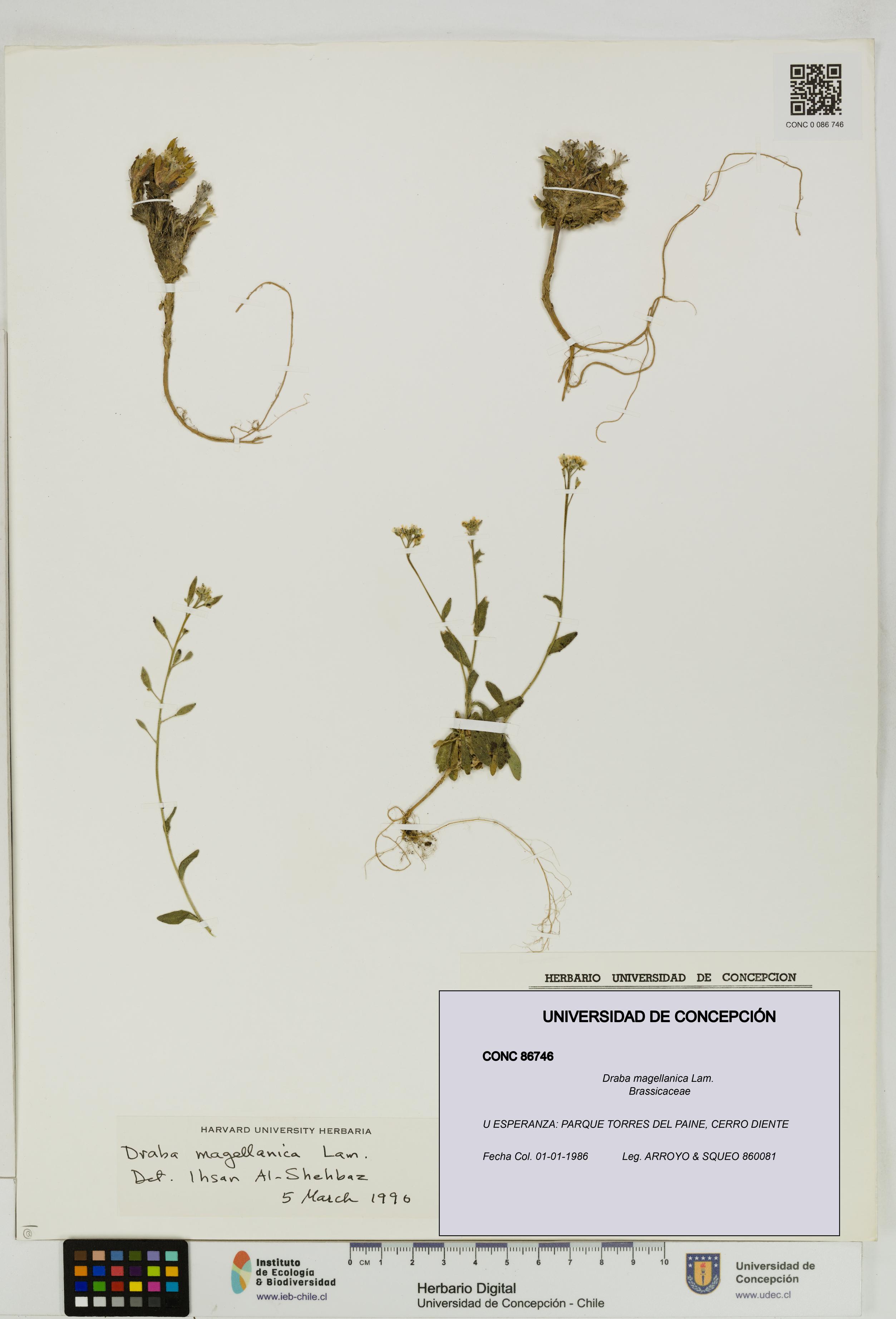 Draba magellanica [Espécimen: UDEC:CONC:0086746]