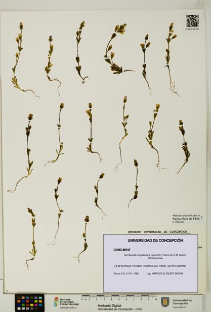 Gentianella magellanica [Espécimen: UDEC:CONC:0086747]