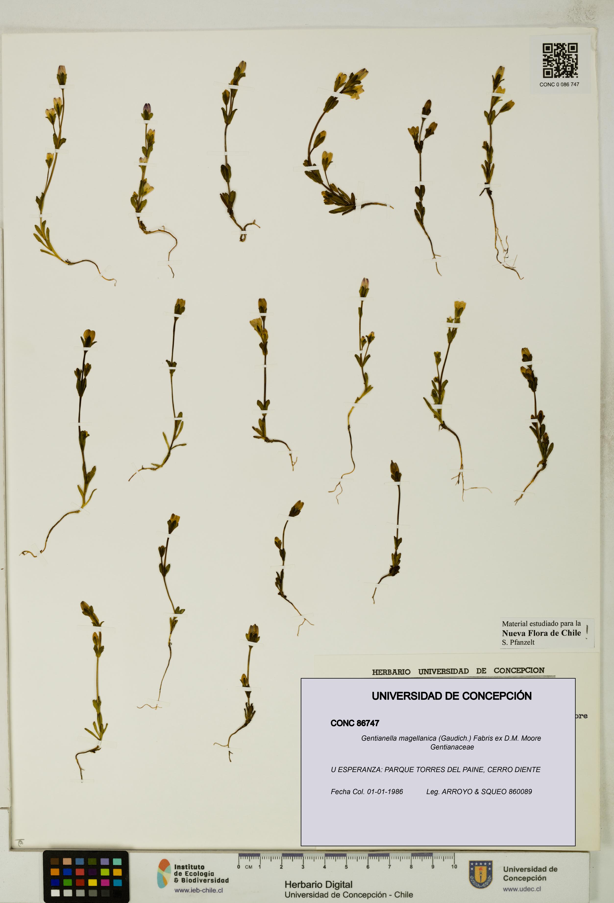 Gentianella magellanica [Espécimen: UDEC:CONC:0086747]