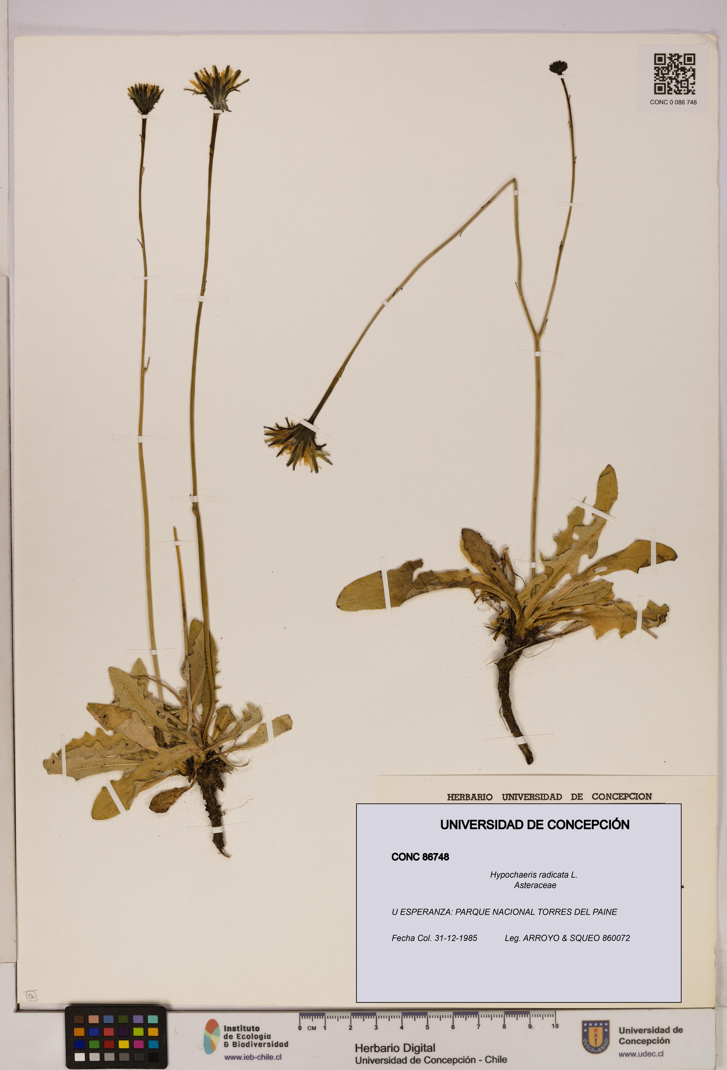 Hypochaeris radicata [Espécimen: UDEC:CONC:0086748]