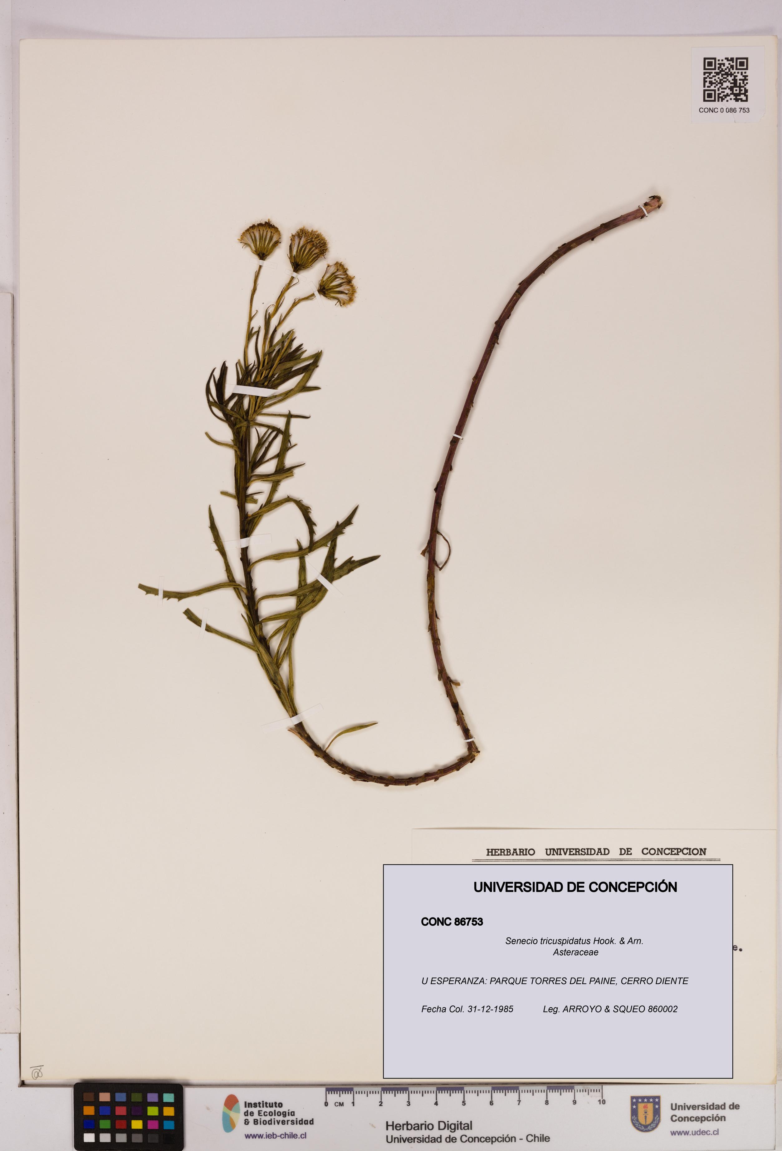 Senecio tricuspidatus [Espécimen: UDEC:CONC:0086753]