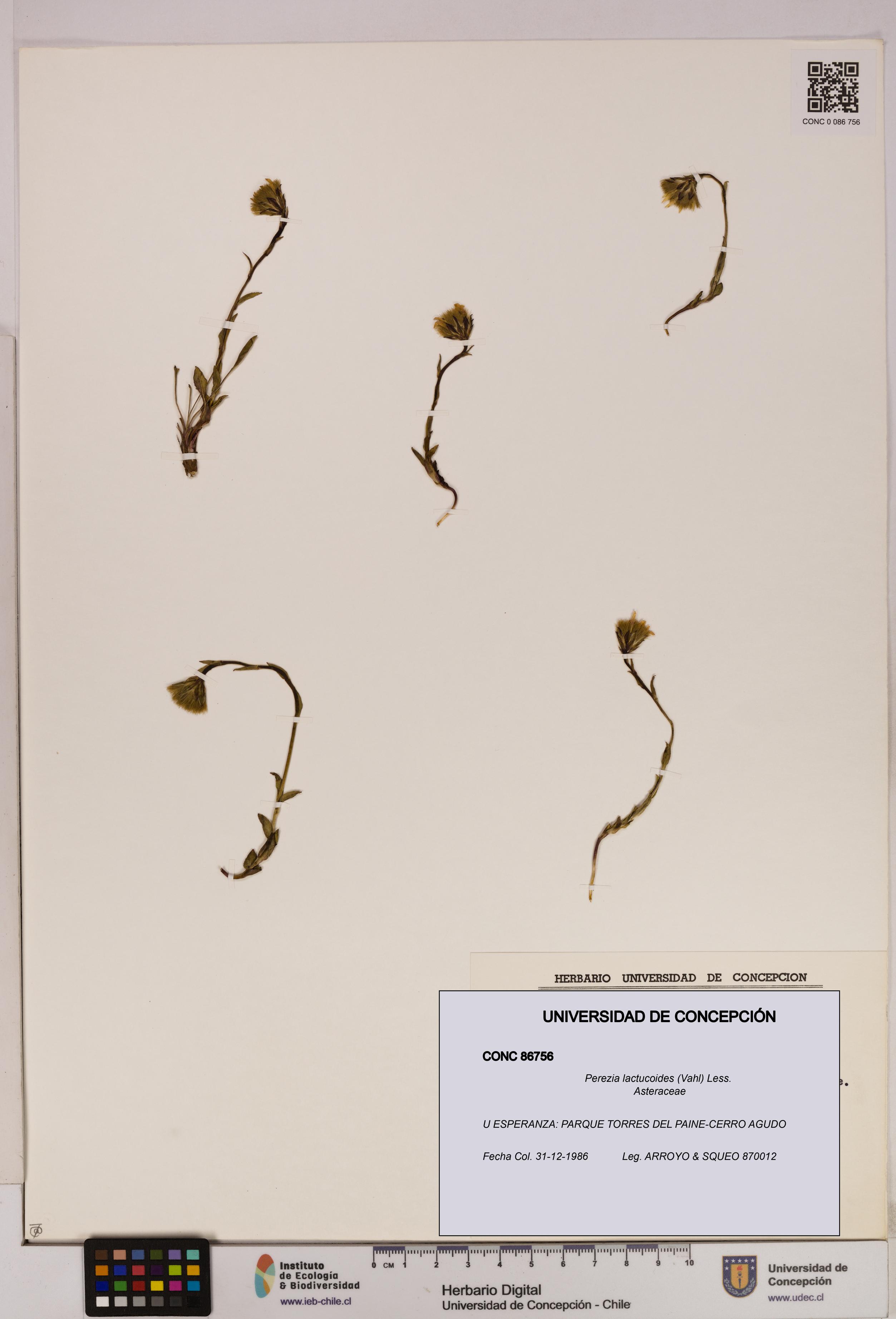 Perezia lactucoides [Espécimen: UDEC:CONC:0086756]