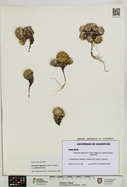 Nassauvia lagascae var. globosa [Espécimen: UDEC:CONC:0086757]