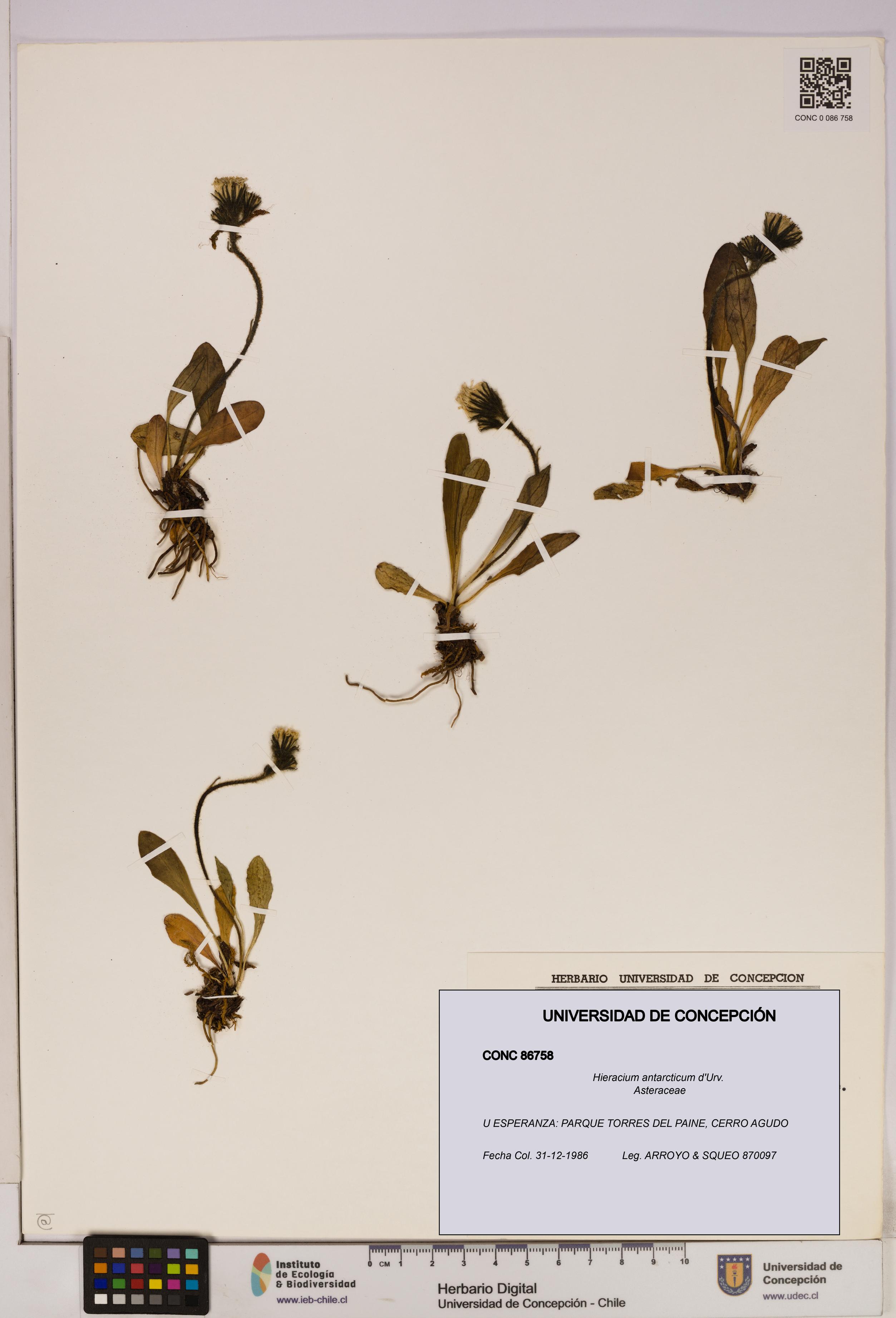 Hieracium antarcticum [Espécimen: UDEC:CONC:0086758]