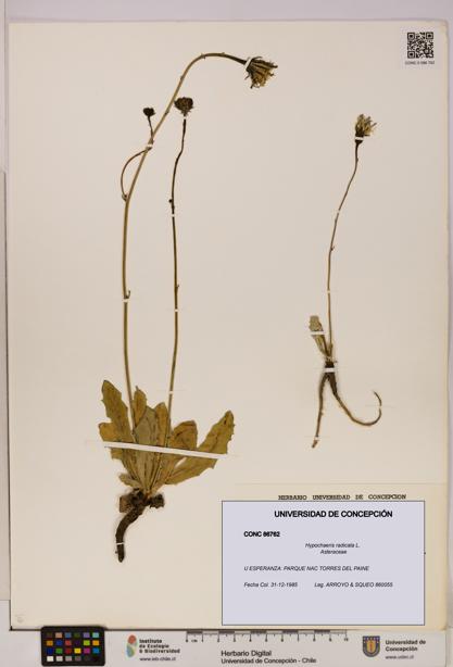 Hypochaeris radicata [Espécimen: UDEC:CONC:0086762]