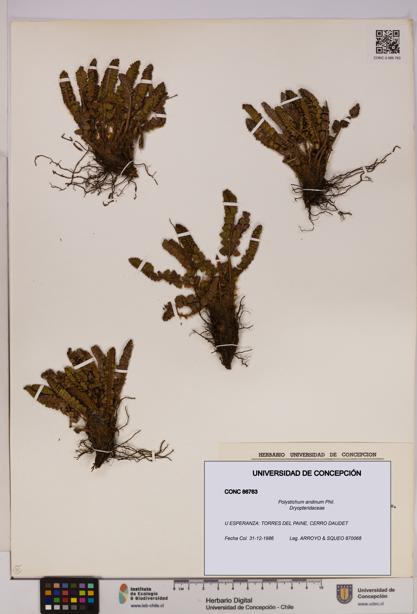 Polystichum andinum [Espécimen: UDEC:CONC:0086763]