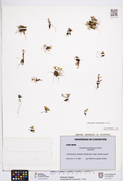 Abrotanella trichoachaenia [Espécimen: ]