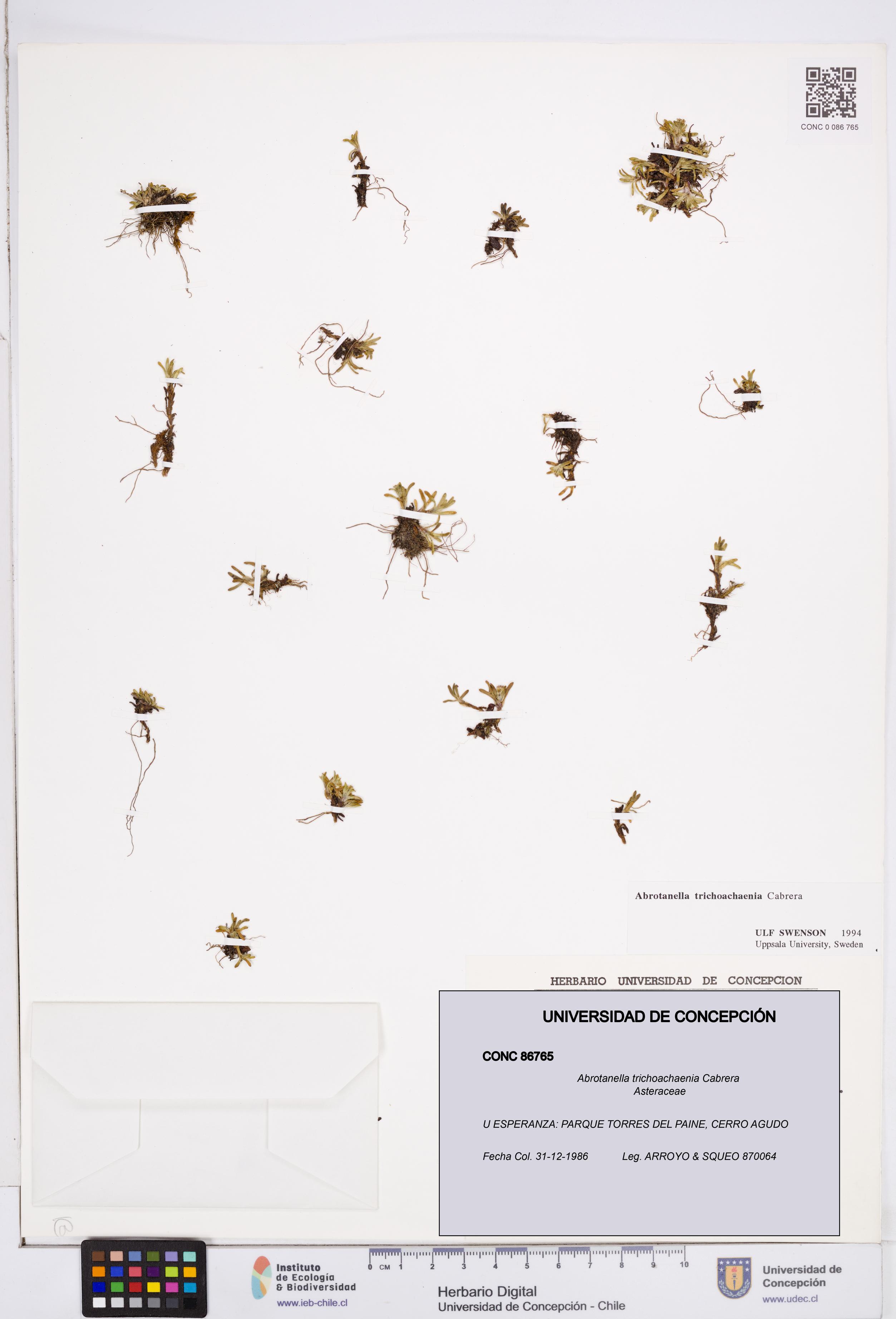 Abrotanella trichoachaenia [Espécimen: ]