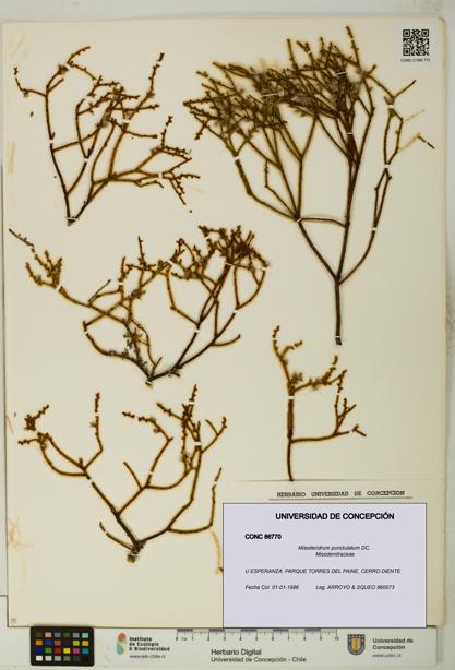 Misodendrum punctulatum [Espécimen: UDEC:CONC:0086770]