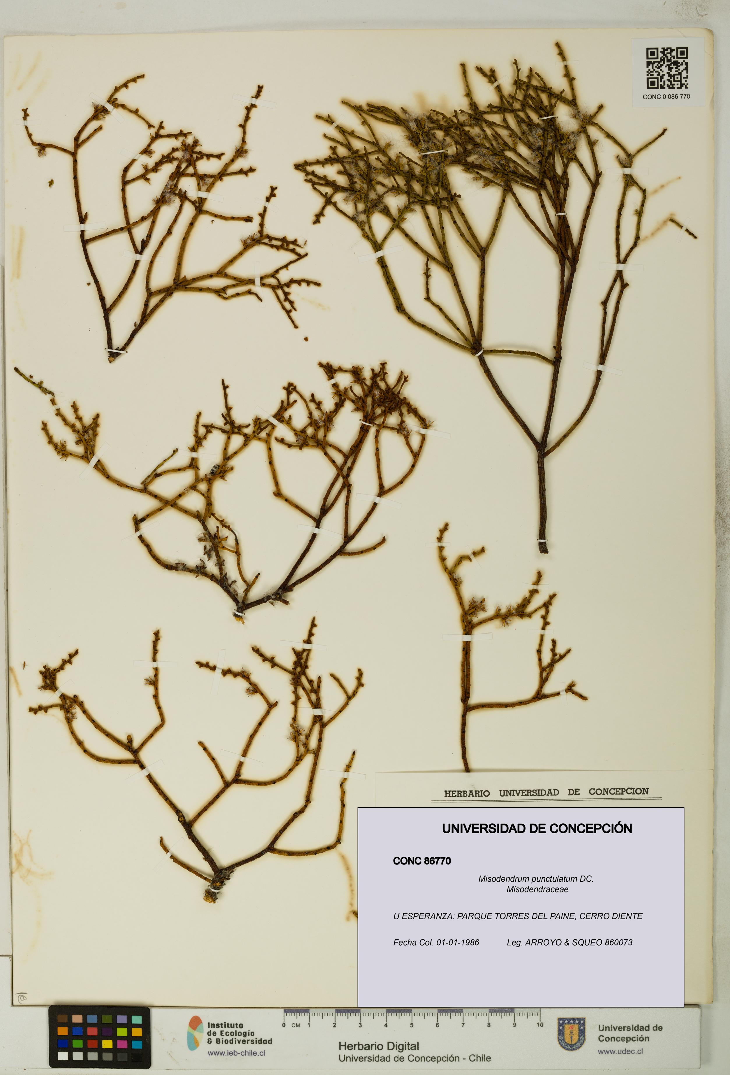 Misodendrum punctulatum [Espécimen: UDEC:CONC:0086770]