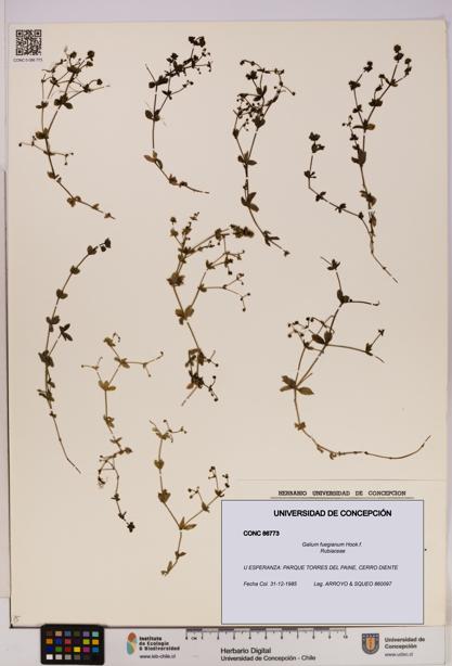Galium fuegianum [Espécimen: UDEC:CONC:0086773]