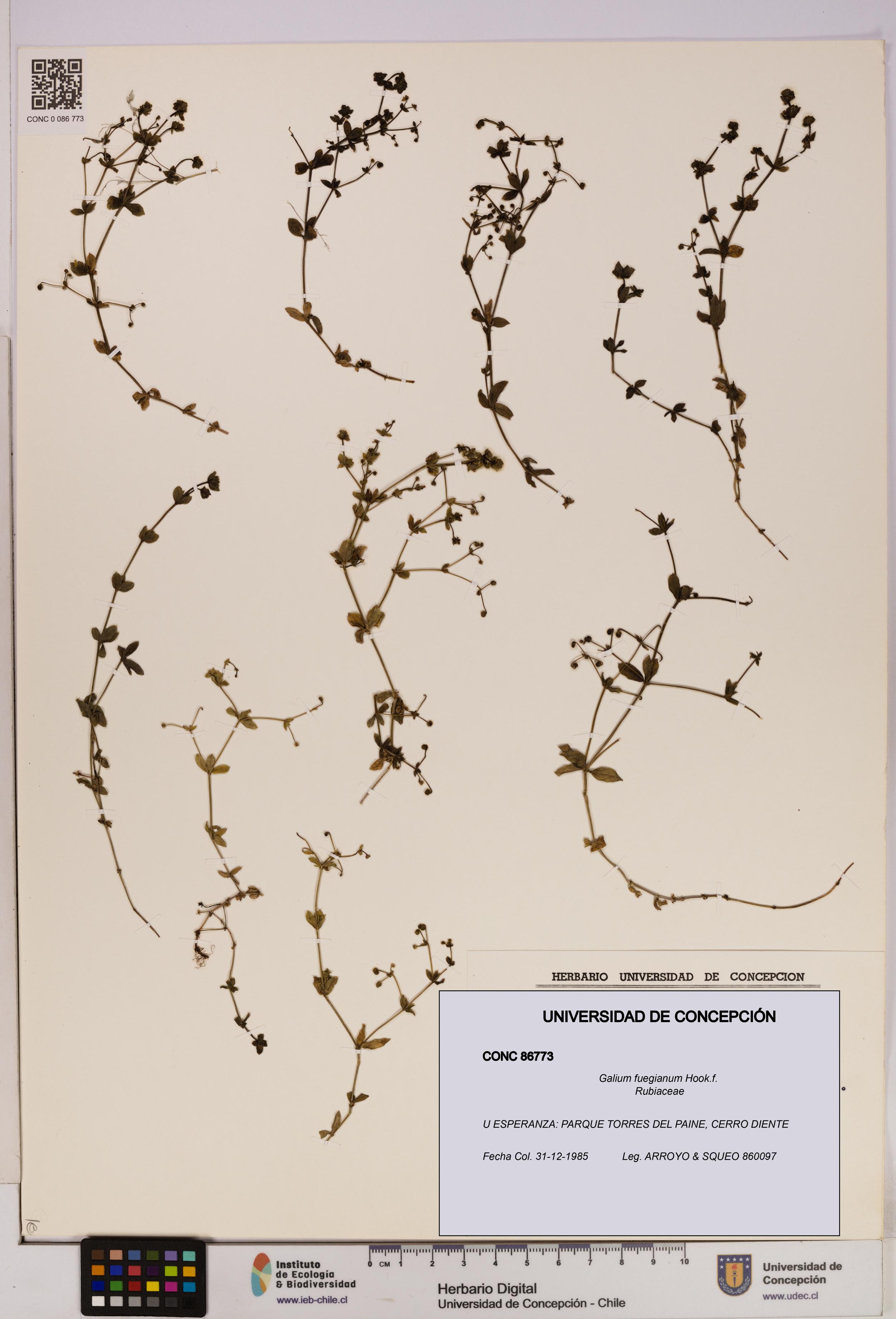 Galium fuegianum [Espécimen: UDEC:CONC:0086773]