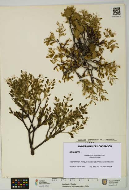 Misodendrum quadriflorum [Espécimen: UDEC:CONC:0086775]