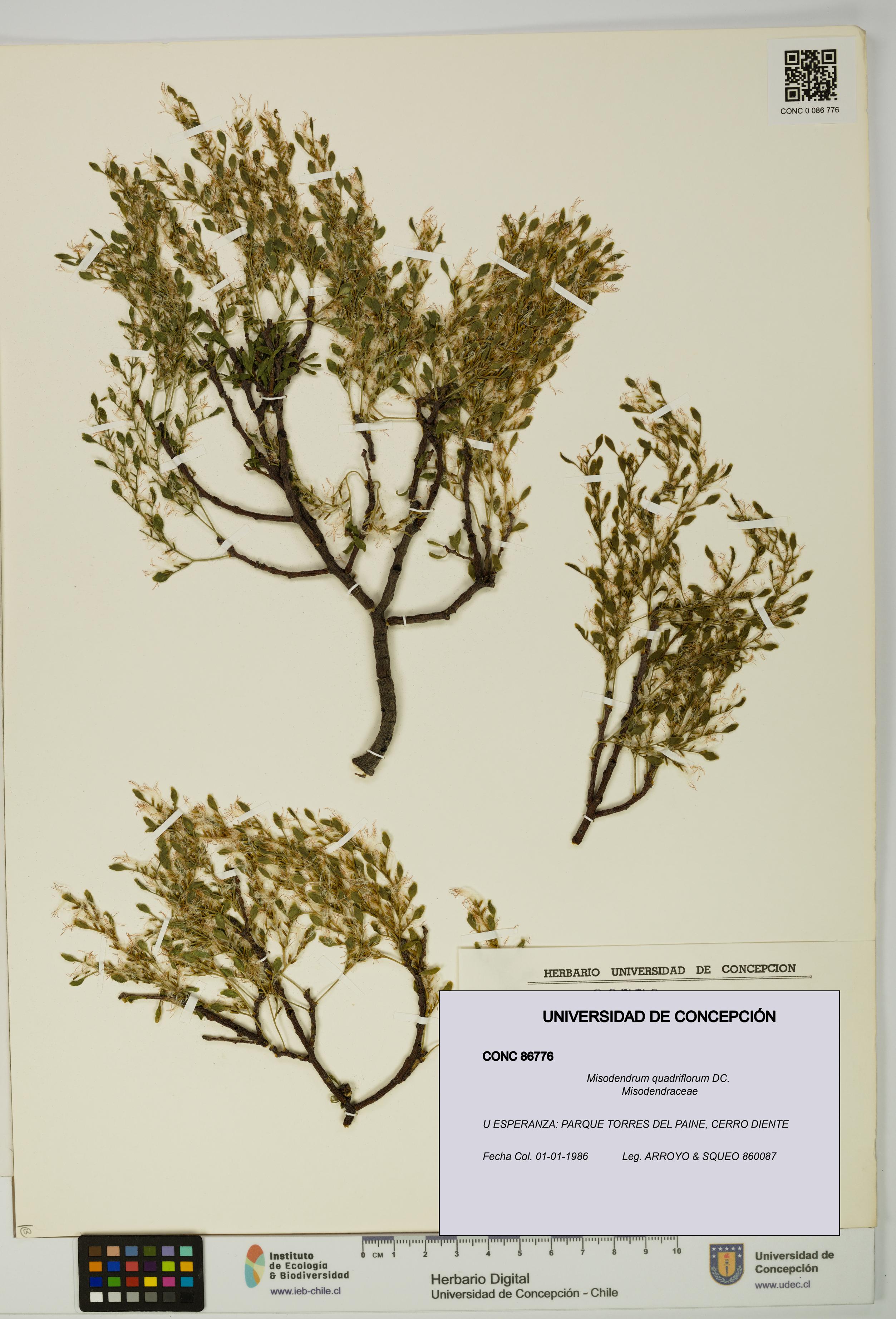 Misodendrum quadriflorum [Espécimen: UDEC:CONC:0086776]