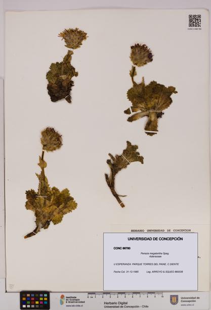 Perezia megalantha [Espécimen: UDEC:CONC:0086780]