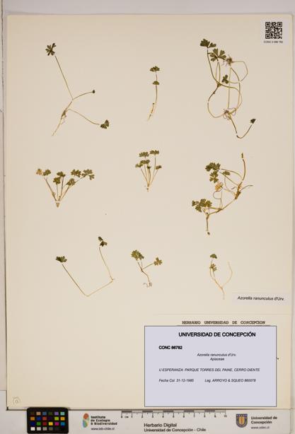 Azorella ranunculus [Espécimen: ]