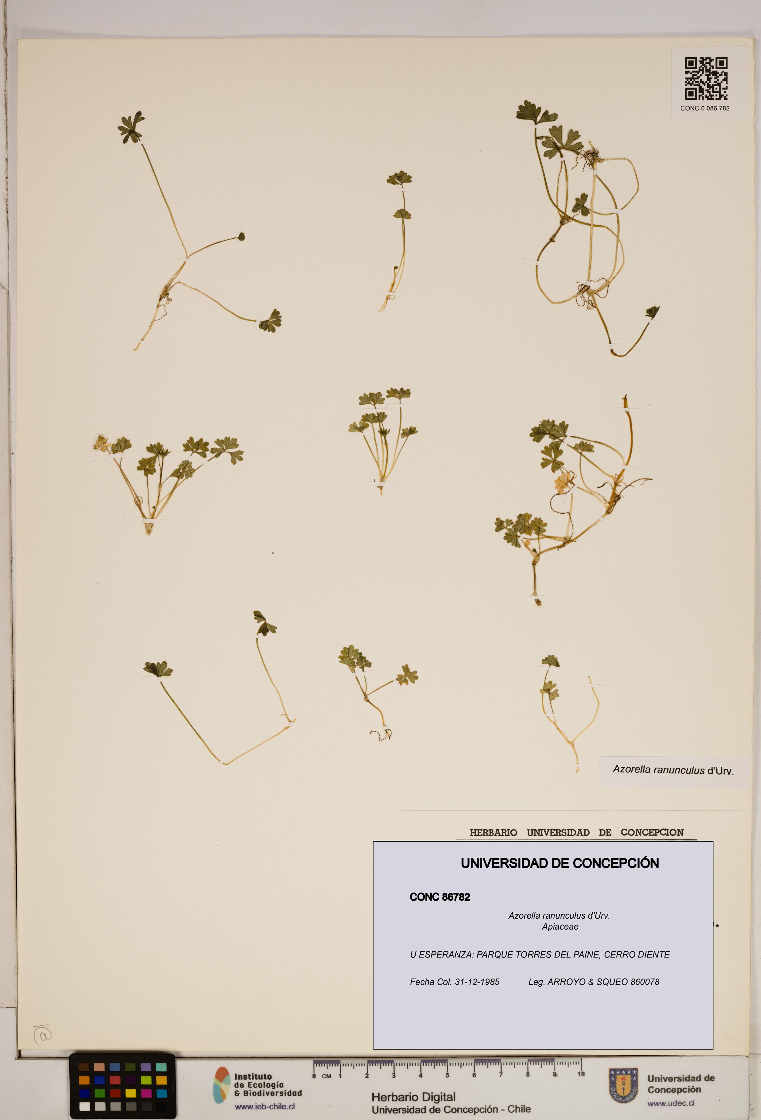 Azorella ranunculus [Espécimen: ]