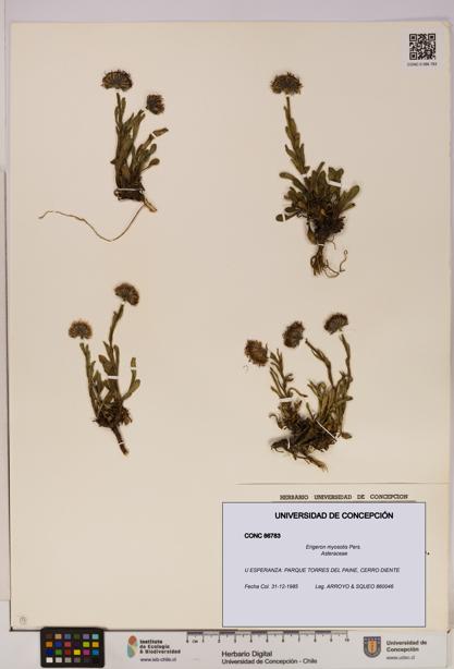 Erigeron myosotis [Espécimen: UDEC:CONC:0086783]