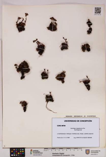 Saxifraga magellanica [Espécimen: UDEC:CONC:0086784]