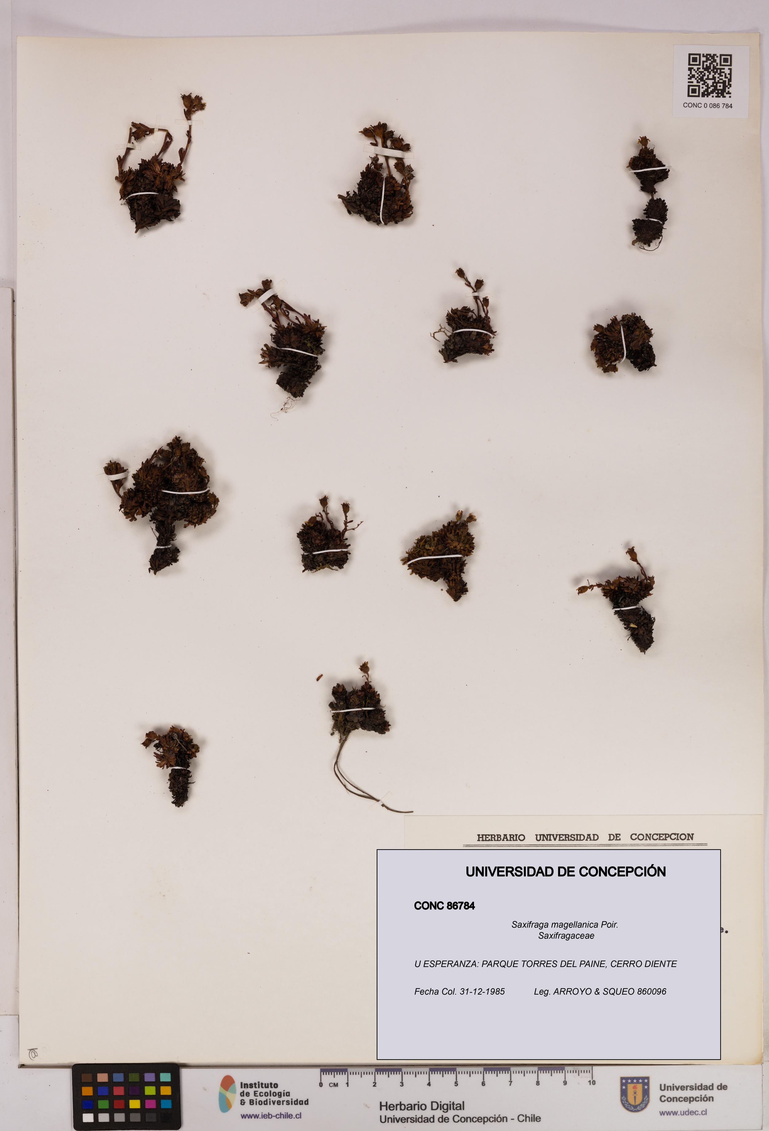 Saxifraga magellanica [Espécimen: UDEC:CONC:0086784]