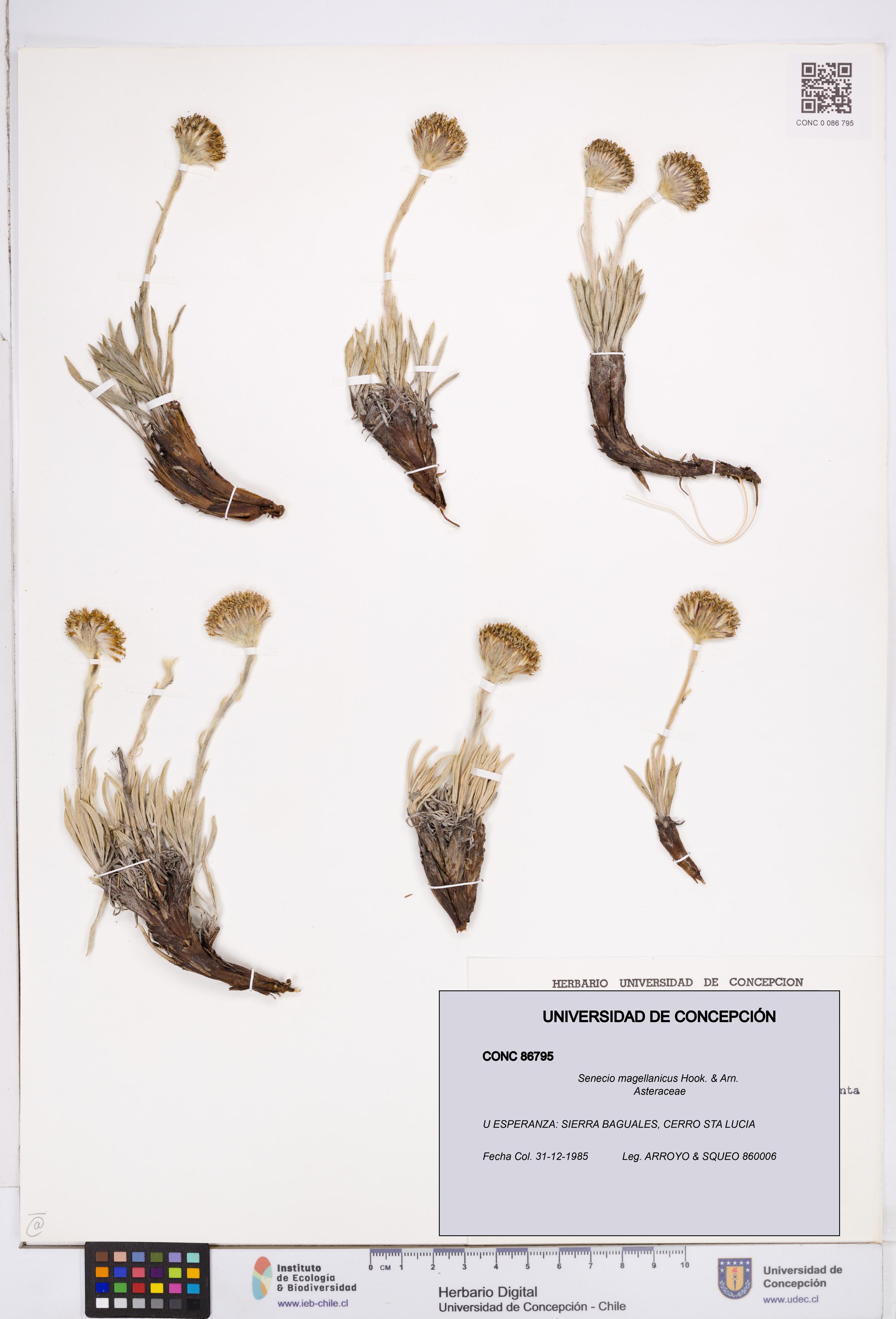 Senecio magellanicus [Espécimen: ]