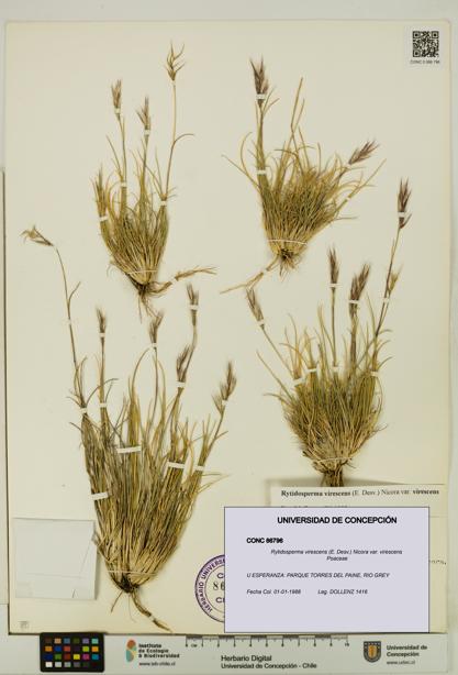 Rytidosperma virescens var. virescens [Espécimen: UDEC:CONC:0086796]
