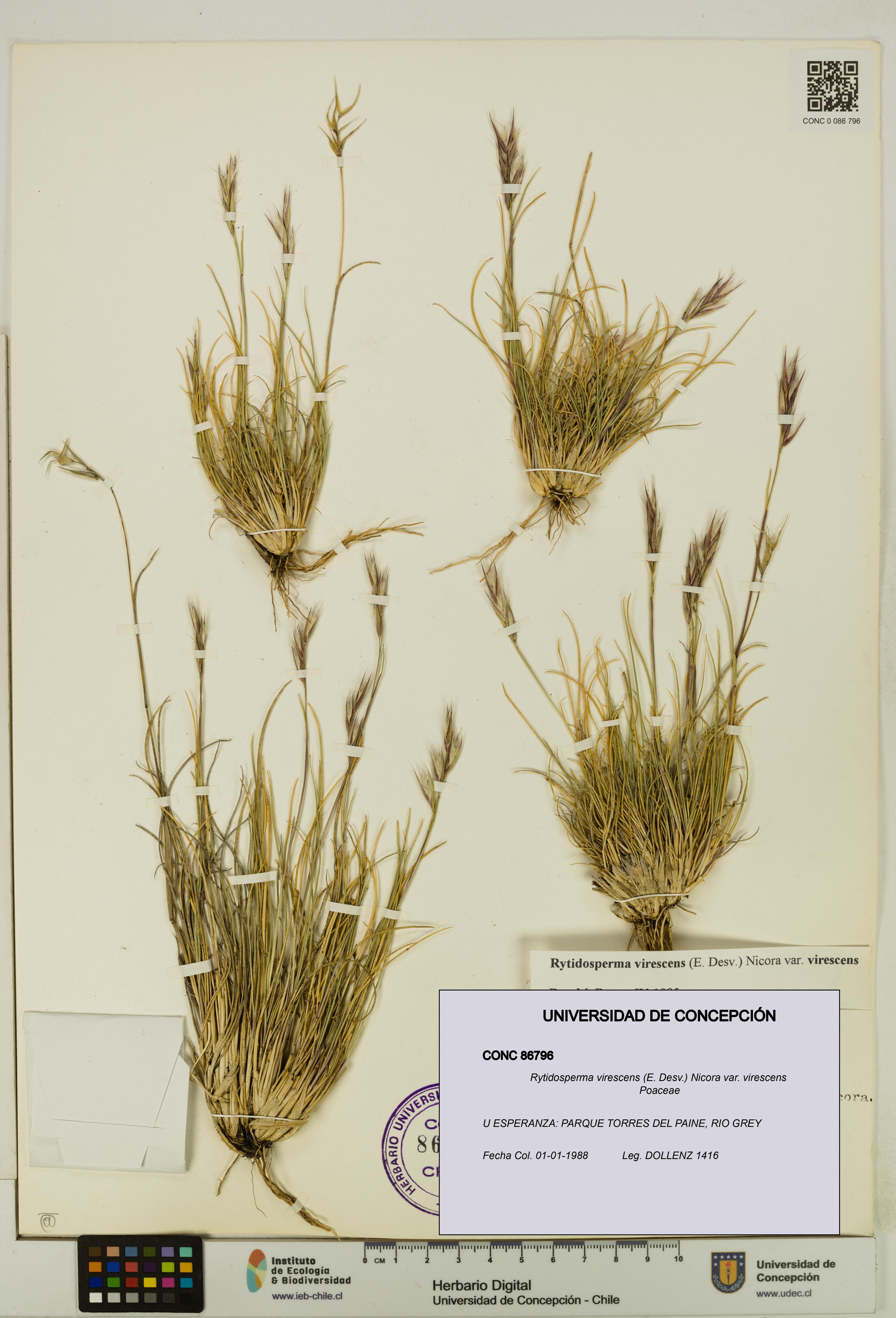 Rytidosperma virescens var. virescens [Espécimen: UDEC:CONC:0086796]