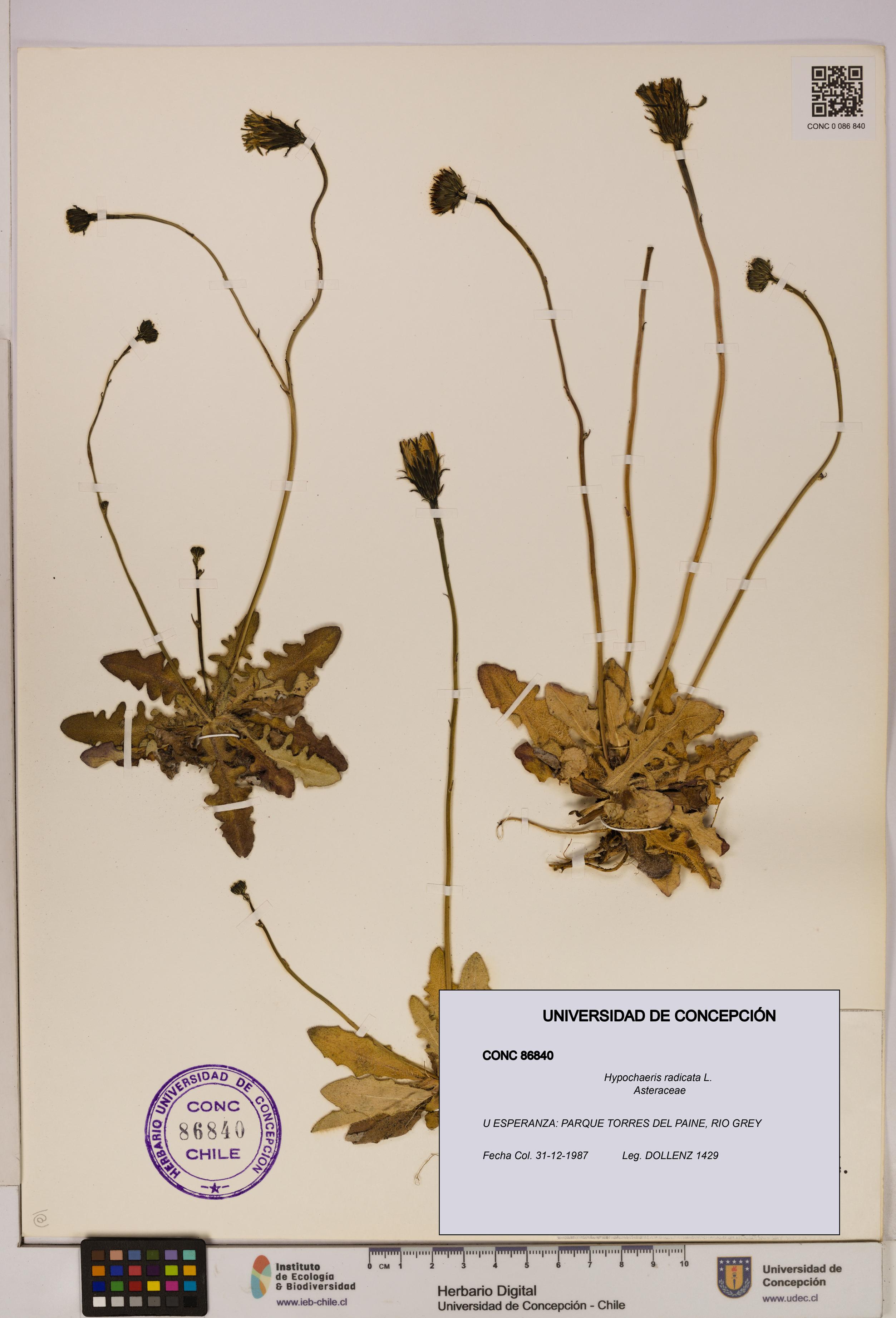Hypochaeris radicata [Espécimen: UDEC:CONC:0086840]