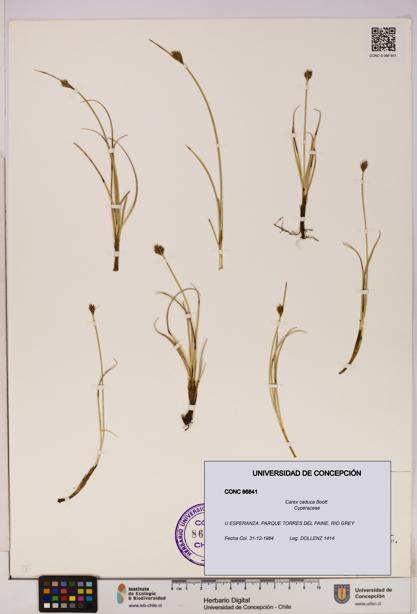 Carex caduca [Espécimen: UDEC:CONC:0086841]